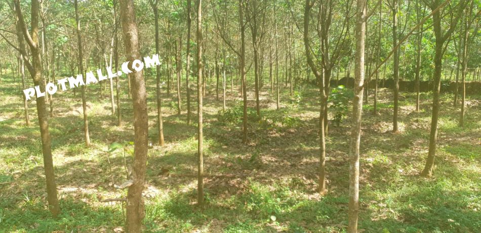 147 Cent Residential Land for Sale at Piramadam Budget - 60000 Cent