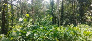 38 Cent Residential Land for Sale at Manathoor Budget - 125000 Cent