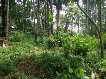 20 Cent Residential Land for Sale at Nilambur Budget - 100000 Cent