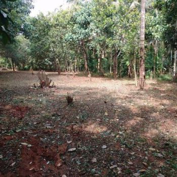 100 Cent Residential Land for Sale at Thangaloor Budget - 200000 Cent