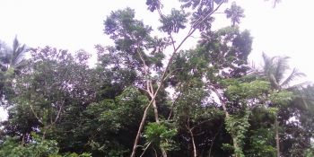 1.5  Acre Agricultural Land for Sale at Thillankeri Budget - 1300000 Cent