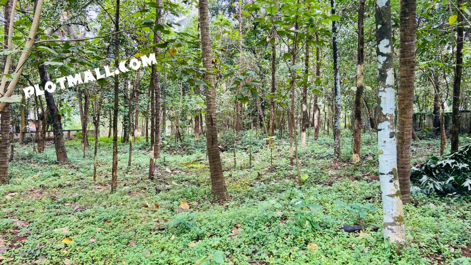 84 Cent Residential Land for Sale at Thrissur Budget - 250000 Cent