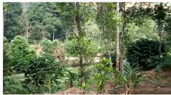 52 Cent Residential Land for Sale at Vandiperiyar Budget - 2000000 Total