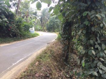 42 Cent Residential Land for Sale at Vazhithala Budget - 200000 Cent