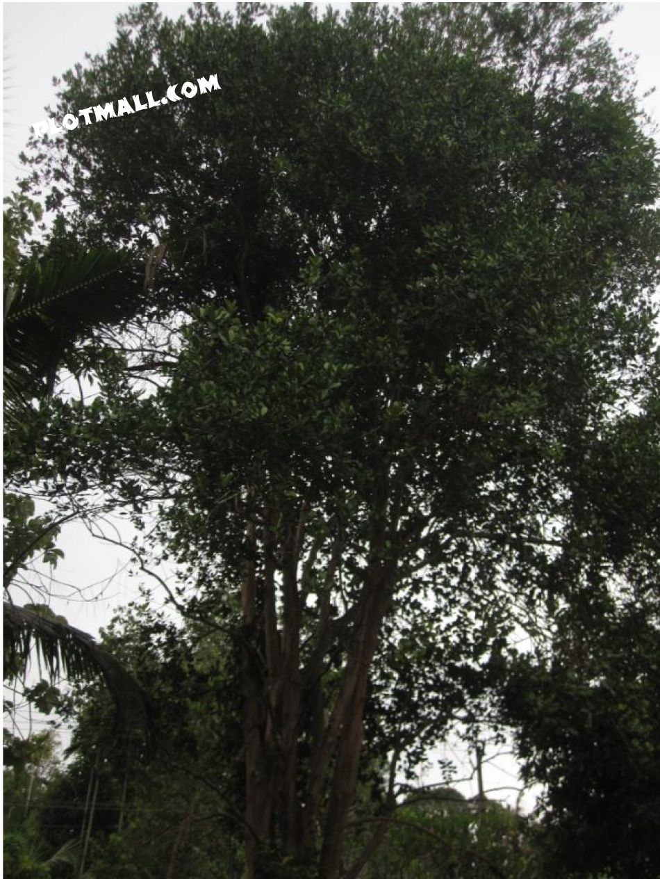 Lot Of Healthy Trees In Site