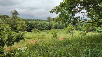 146 Cent Residential Land for Sale at Kongad Budget - 175000 Cent