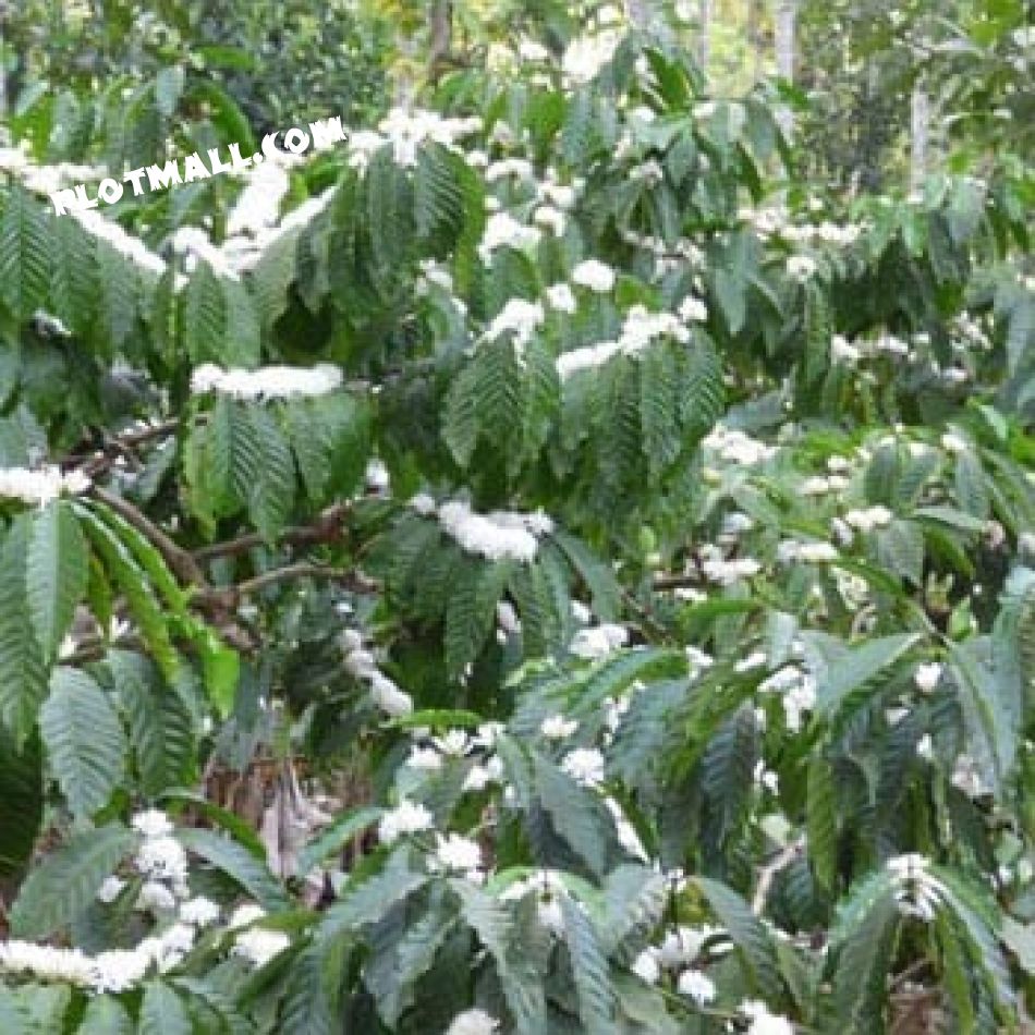 Residential Land For Sale