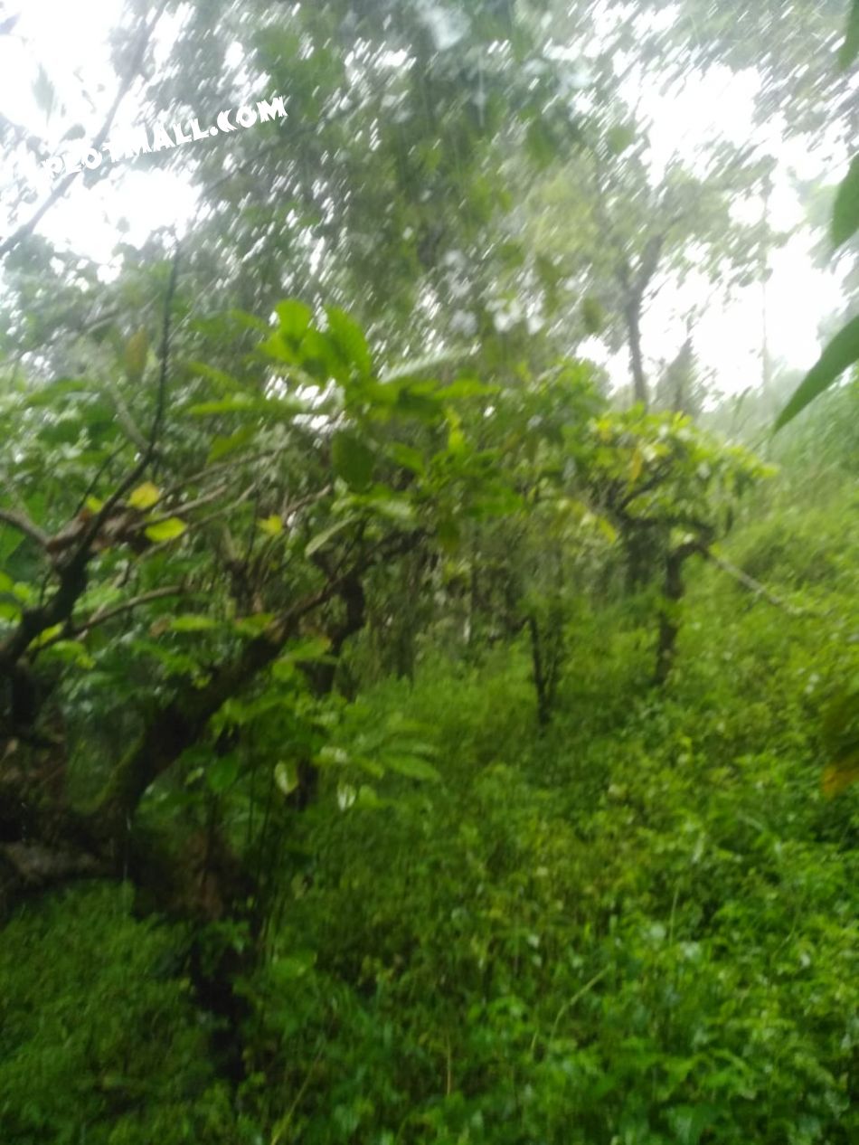 Residential Land For Sale