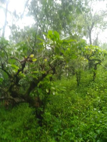 49 Cent Residential Land for Sale at Wayanad Budget - 150000 Cent